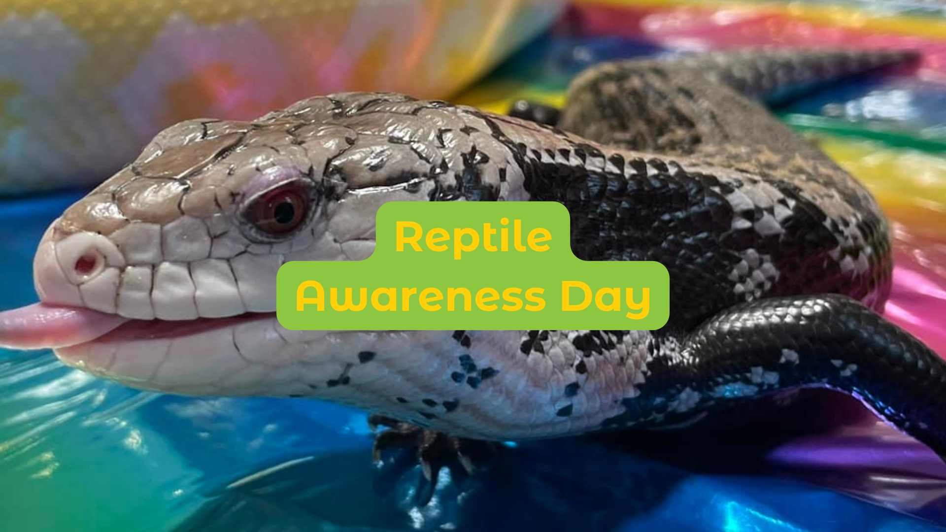 Reptile Awareness Day