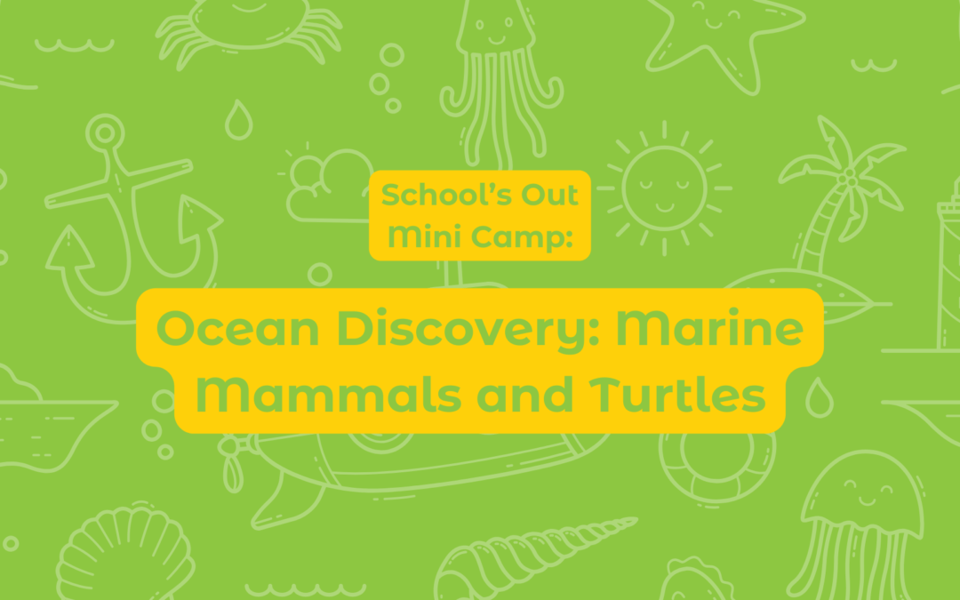 Ocean Discovery: Marine Mammals and Turtles