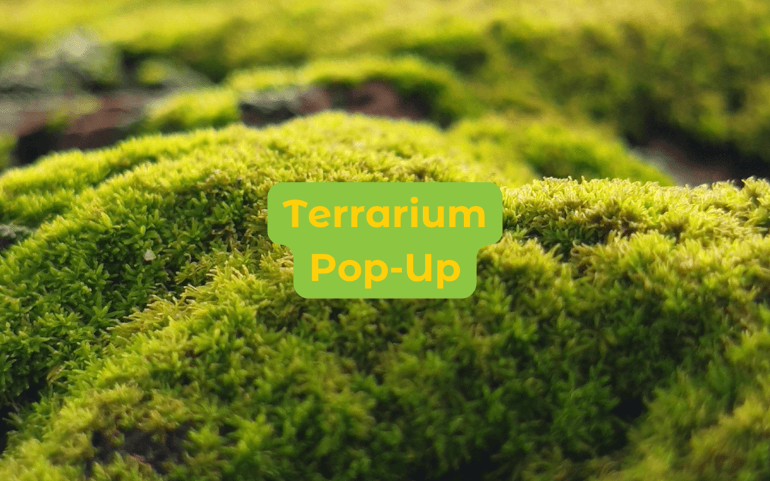 Terrarium Pop-Up