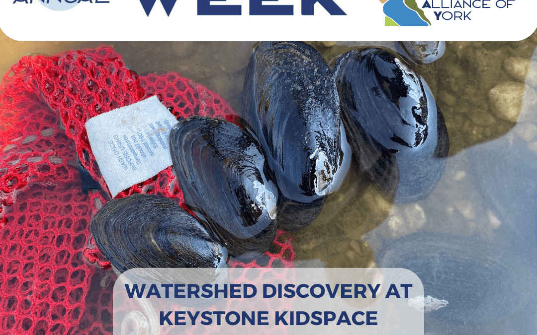 Watershed Discovery with the Watershed Alliance of York